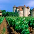 French Vineyard