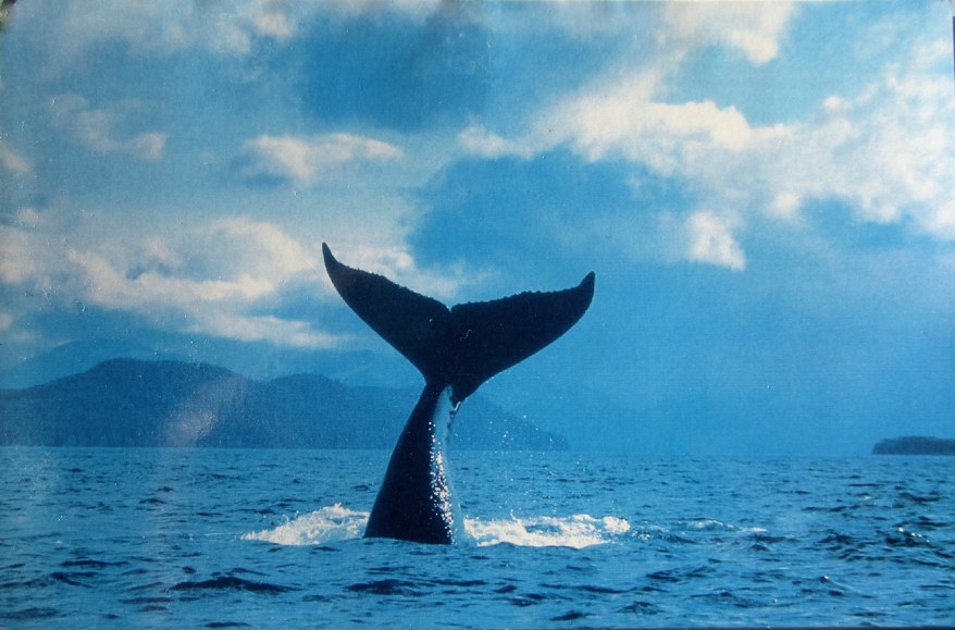 Whale spotting, Vancouver, Canada