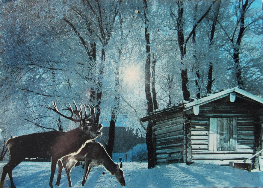 Reindeer in the Austrian Alps