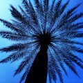 Palm tree in Placa&nbsp;Reial