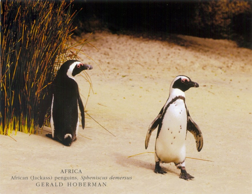 African Penguins on Boulders Beach