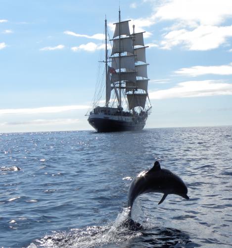 Tenacious & dolphin leaping thumbnail