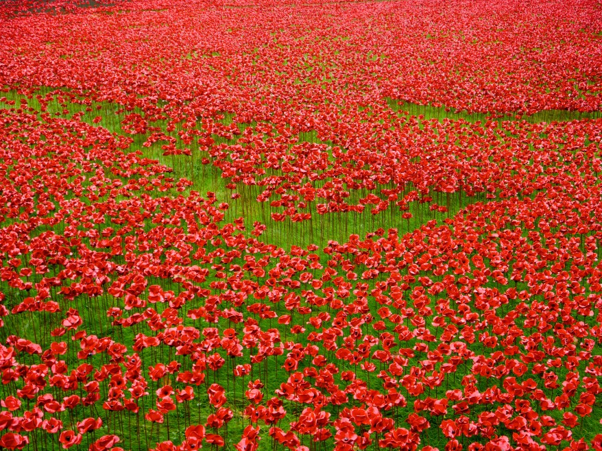 Poppies at Tower of London